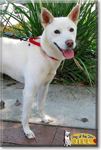 Jill, the Dog of the Day Jill, the Dog of the Day