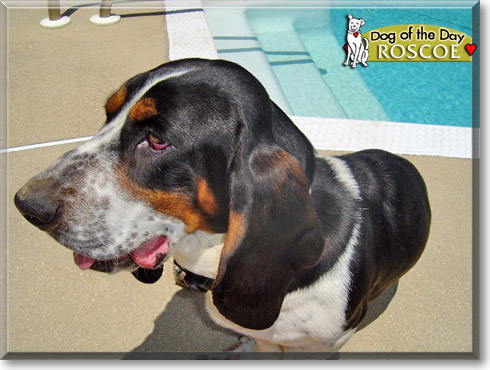 Roscoe, the Dog of the Day