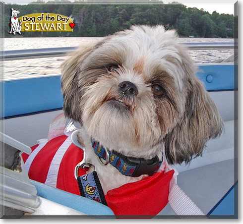 Stewart, the Dog of the Day Stewart, the Dog of the Day