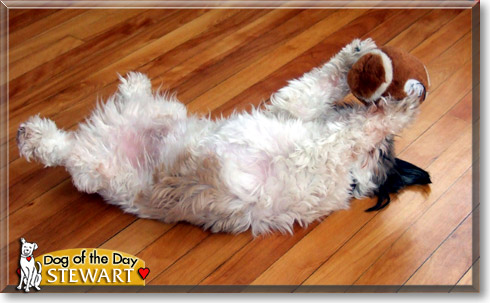 Stewart, the Dog of the Day Stewart, the Dog of the Day