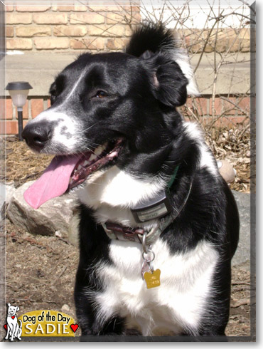 Sadie, the Dog of the Day