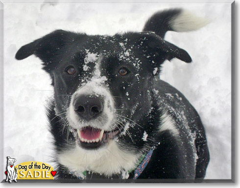 Sadie, the Dog of the Day