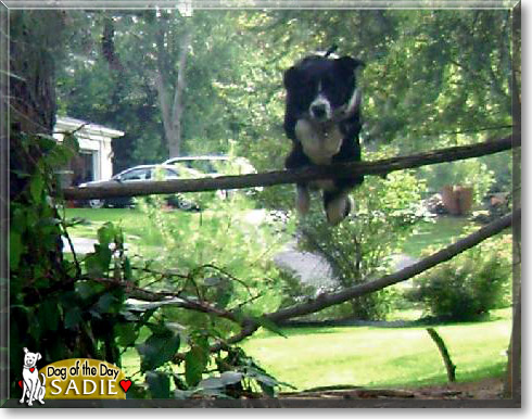 Sadie, the Dog of the Day