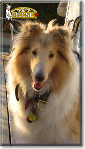Reese, the Dog of the Day Reese, the Dog of the Day