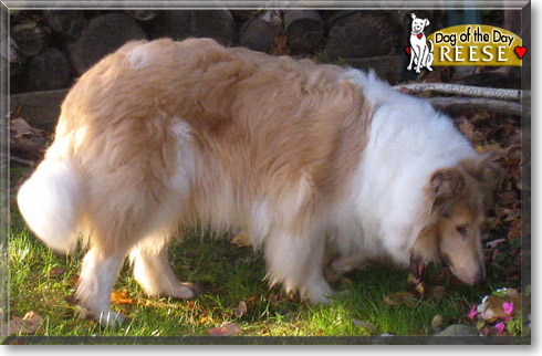 Reese, the Dog of the Day Reese, the Dog of the Day