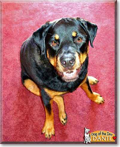 Dante, the Dog of the Day Dante, the Dog of the Day