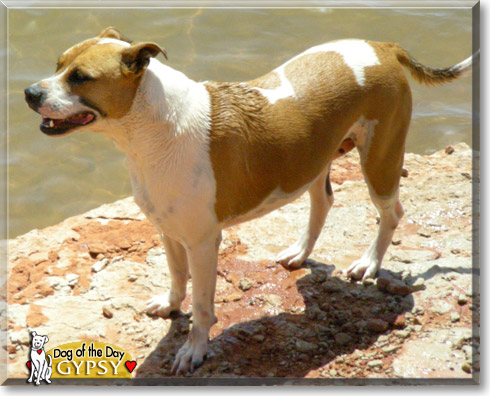 Gypsy, the Dog of the Day