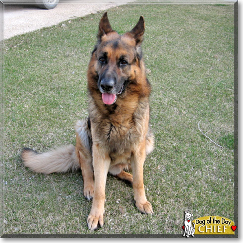 Chief, the Dog of the Day