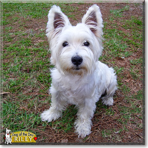 west highland terrier near me