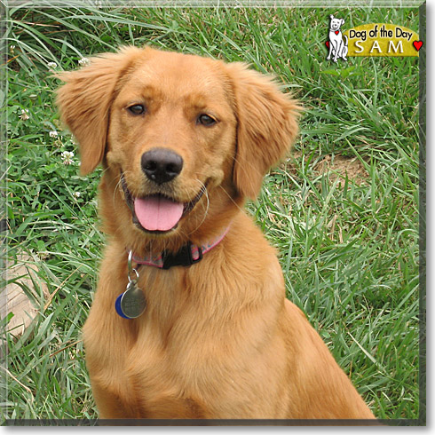 Sam, the Dog of the Day