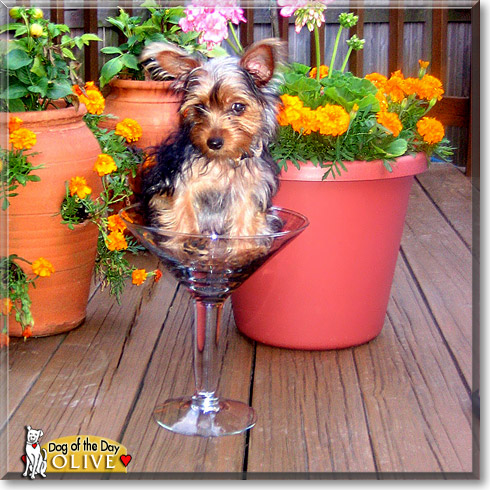 Olive, the Dog of the Day