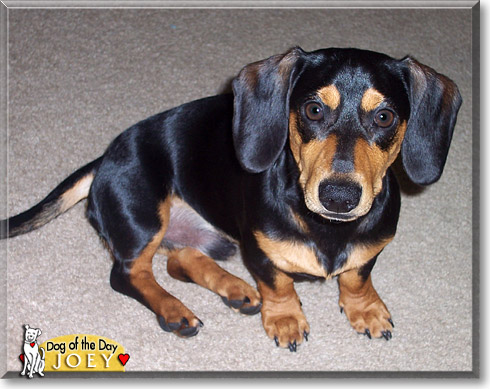 Joey, the Dog of the Day
