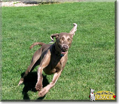 Gracie, the Dog of the Day