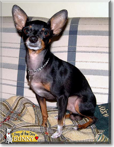 Bunny, the Dog of the Day