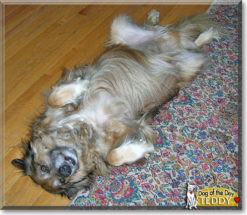 Teddy, the Dog of the Day
