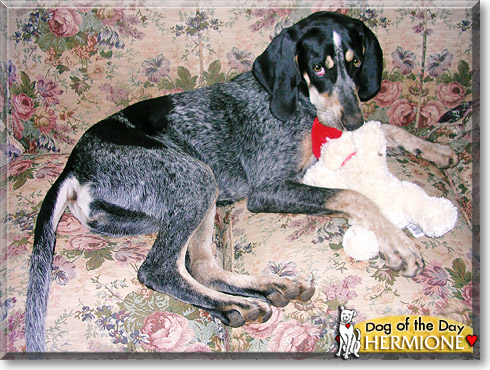 Hermione, the Dog of the Day
