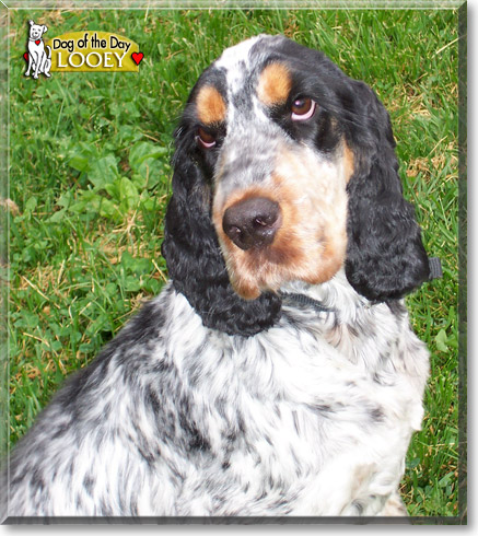Looey, the Dog of the Day