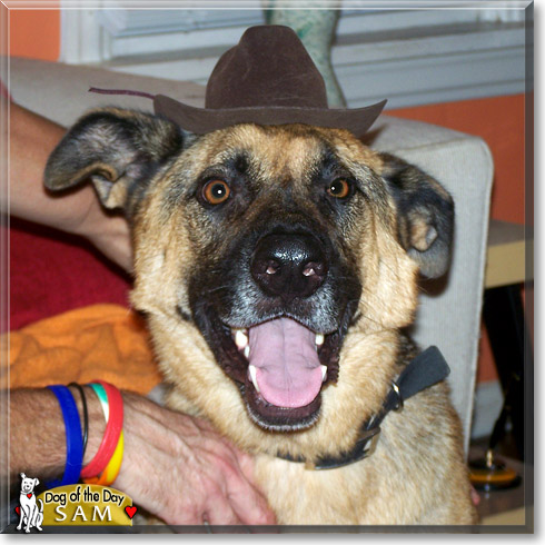 Sam, the Dog of the Day