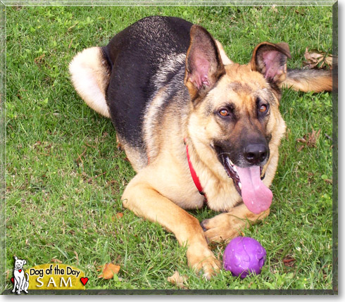 Sam, the Dog of the Day
