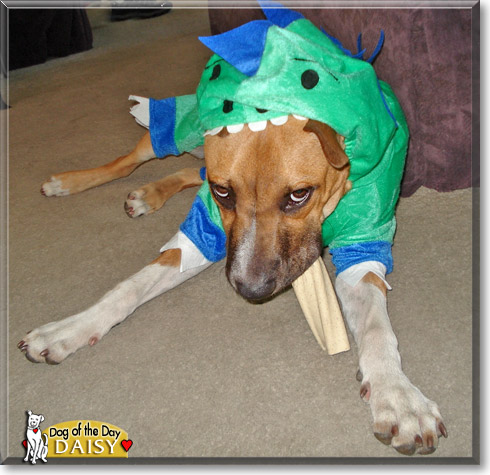 Daisy, the Dog of the Day