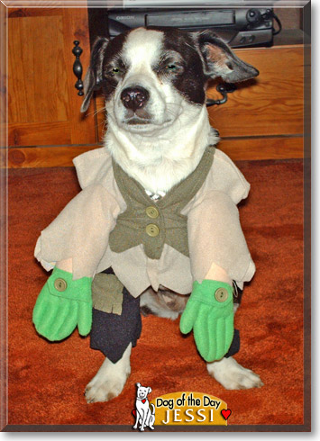 Jessi, the Dog of the Day