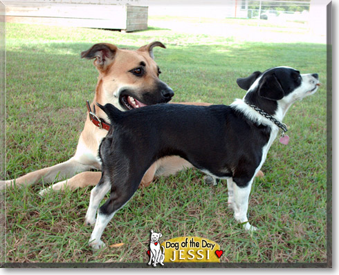 Jessi, the Dog of the Day