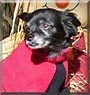 Poncho