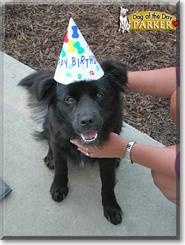 Parker, the Dog of the Day