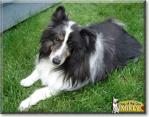 Mikey, the Dog of the Day Mikey, the Dog of the Day