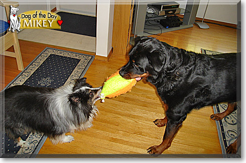 Mikey, the Dog of the Day Mikey, the Dog of the Day