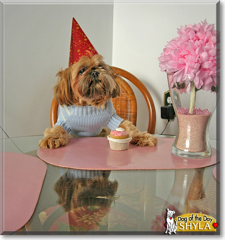 Shyla, the Dog of the Day Shyla, the Dog of the Day