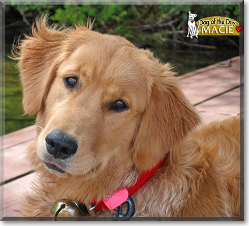 Macie, the Dog of the Day Macie, the Dog of the Day