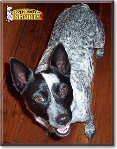 Shorty, the Dog of the Day