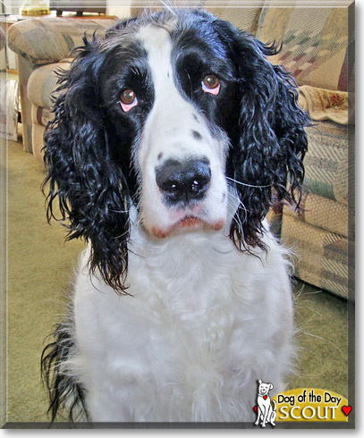 Scout, the Dog of the Day Scout, the Dog of the Day