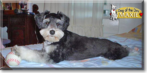 Maxie, the Dog of the Day Maxie, the Dog of the Day