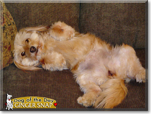 Ginger Snap, the Dog of the Day Ginger Snap, the Dog of the Day