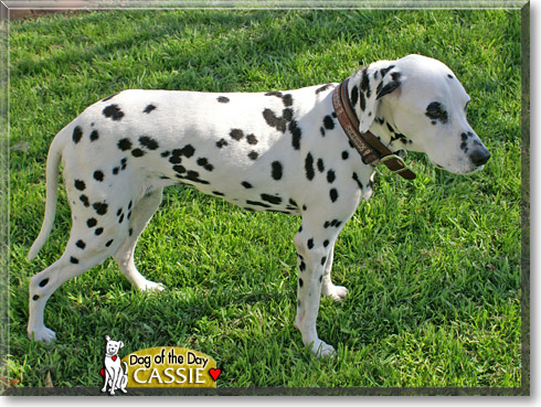 Cassie, the Dog of the Day Cassie, the Dog of the Day
