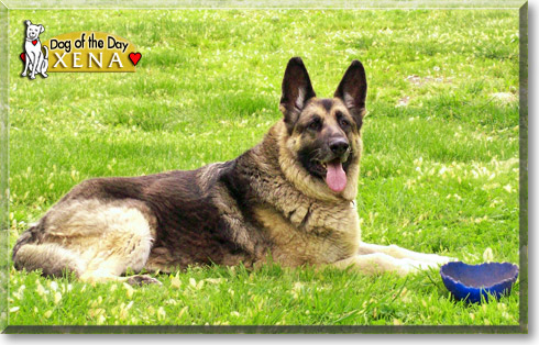 Xena, the Dog of the Day Xena, the Dog of the Day