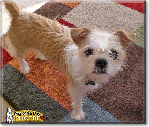 Phoebe, the Dog of the Day