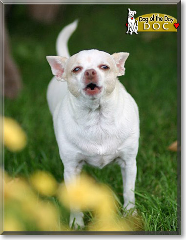 Doc, the Dog of the Day Doc, the Dog of the Day