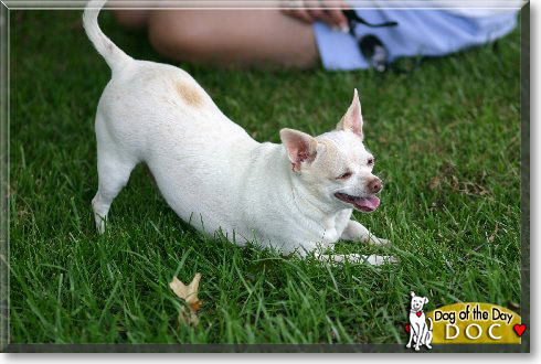 Doc, the Dog of the Day Doc, the Dog of the Day