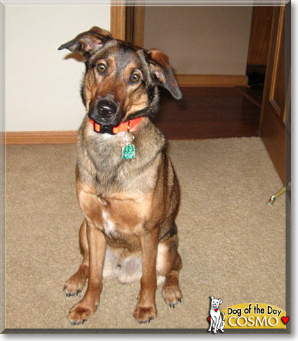 Cosmo, the Dog of the Day Cosmo, the Dog of the Day