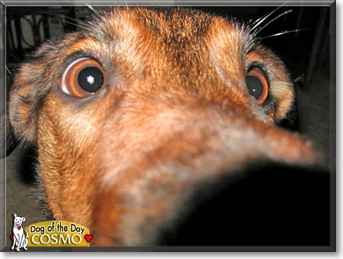 Cosmo, the Dog of the Day Cosmo, the Dog of the Day