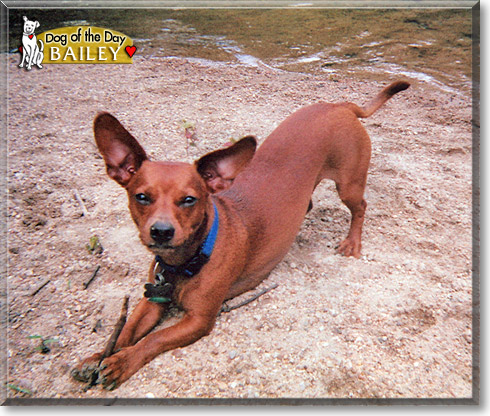 Bailey, the Dog of the Day Bailey, the Dog of the Day