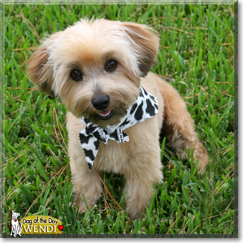 Wendi, the Dog of the Day Wendi, the Dog of the Day
