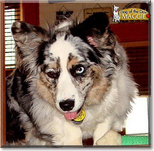 Maggie, the Dog of the Day Maggie, the Dog of the Day