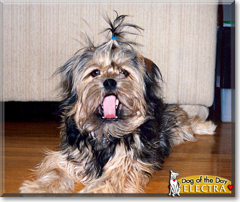 Electra, the Dog of the Day Electra, the Dog of the Day