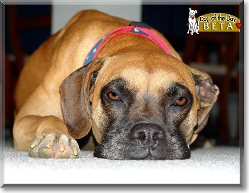 Beta, the Dog of the Day Beta, the Dog of the Day