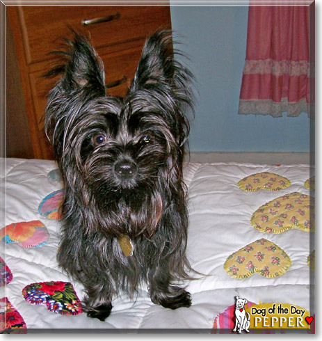 Pepper, the Dog of the Day Pepper, the Dog of the Day