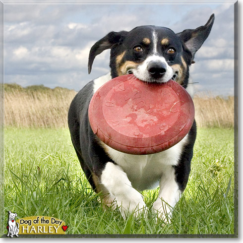 Harley, the Dog of the Day